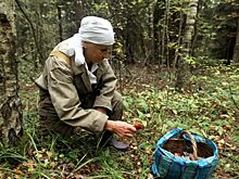 Под Москвой появились новые ядовитые опята