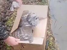 Птенца неясыти спасли после нападения ворон и выпустили в лес на Сахалине