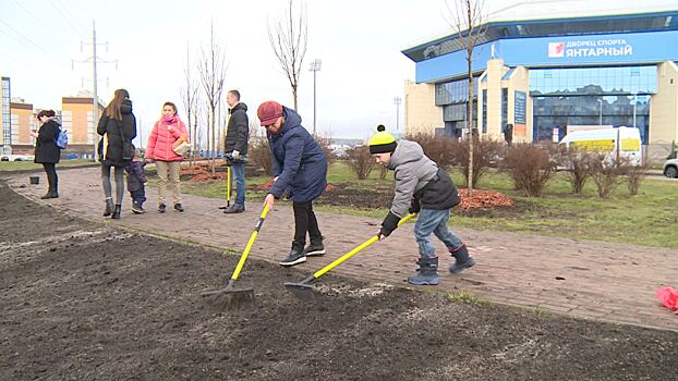 В Калининграде началась массовая высадка деревьев