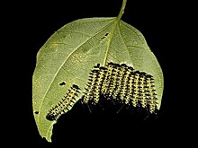 Камчатку атаковали неизвестные черные гусеницы