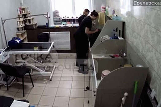 В Южно-Сахалинске грумеры избили кота-клиента за непослушание