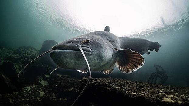 Американец побил двадцатилетний рекорд, выловив сома весом 47 килограммов