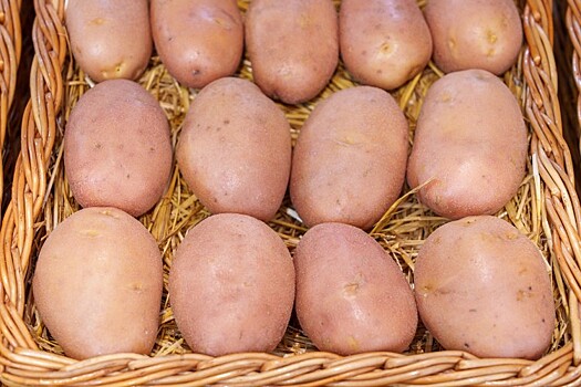 Более чем в 4 раза вырос импорт картофеля на Кубань в 2025 году