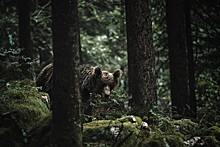 Велосипедист поехал кататься в горы и столкнулся нос к носу с медведем