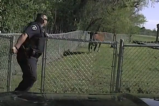 В США свободолюбивая корова ушла от полицейской погони