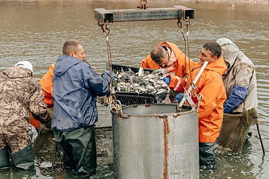 В Нововоронеже выпустили в водохранилище 6 тонн мальков толстолобика