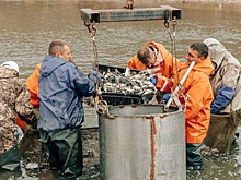 В Нововоронеже выпустили в водохранилище 6 тонн мальков толстолобика