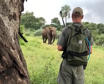 Слон сделал зарядку посреди дороги в Южной Африке