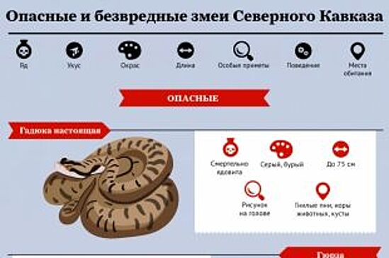 Какие змеи водятся на Северном Кавказе? Инфографика
