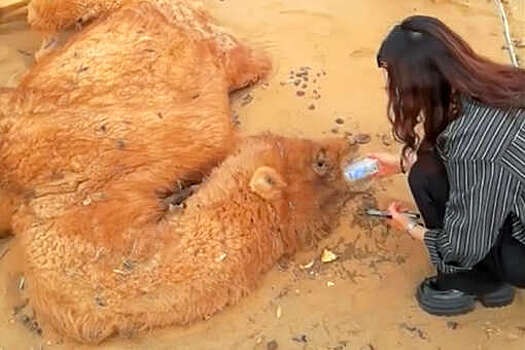 SCMP:китаянка спасла верблюда в пустыне и растрогала соцсети