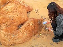 SCMP:китаянка спасла верблюда в пустыне и растрогала соцсети