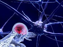 Кто решает: мы или наш мозг? - Определена эволюционная роль любви и влияние образа жизни на мозг человека