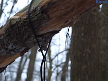 Убийство, от которого отмахнулись, или чудеса эквилибристики? 18+