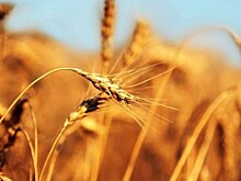 Сбор урожая в России идет хуже, чем в 2016 году