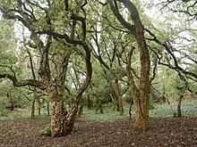 Знаменитой роще пробкового дуба в Никитском саду – 200 лет!