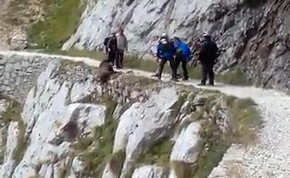 Туристы жестоко расправились с кабаном, столкнув его с горы, — видео