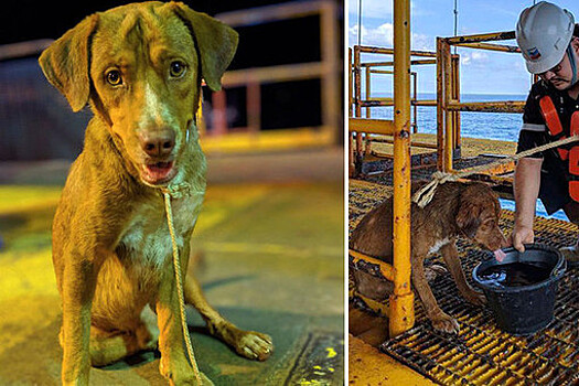 Собаку, тонувшую в 200 км от берега, чудом спасли