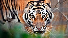 Тигр откусил палец ребенку в крымском сафари-парке