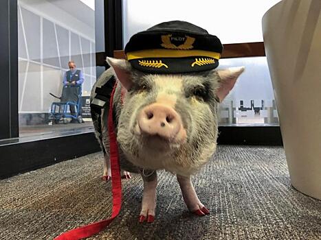 В аэропорту Сан-Франциско есть свинья, успокаивающая пассажиров