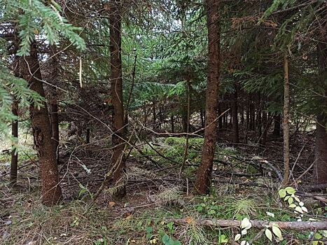 Лес на улице Ворошилова в Ижевске очищают от сухостоя