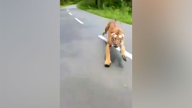 Погоня тигра за мотоциклистом в Индии попала на видео