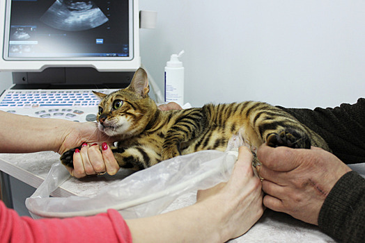 Измерена жирность кошачьих эмбрионов