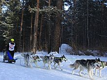Хаски и маламуты соревновались в скорости и выносливости под Новосибирском