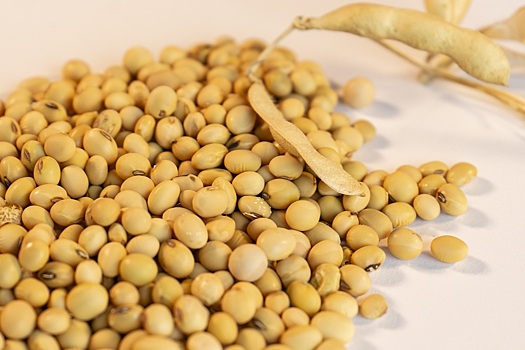 Учёные Вавиловского университета создали новые сорта масличных культур