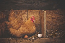Курица снесла зеленое яйцо и озадачила фермера