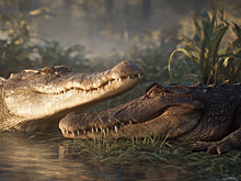 Крокодил или аллигатор: кто опаснее для человека