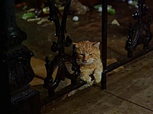 Всемирный день кошек отмечается 8 августа