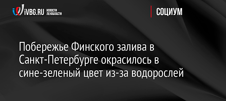 Побережье Финского залива в Санкт-Петербурге окрасилось в сине-зеленый цвет из-за водорослей