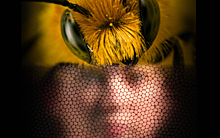 Осы и пчелы могут узнавать людей по лицу