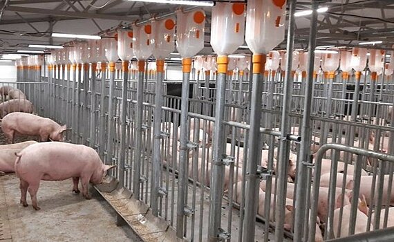 "Это бомба замедленного действия" — вспышка чумы грозит большим ущербом Татарстану