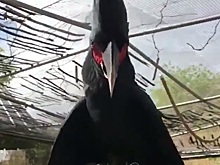 Девушке предрекли смерть из-за зловещей птицы