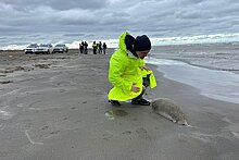 Ученый МГУ назвал вероятную причину массовой гибели тюленей в Каспийском море