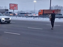 Волонтеры спасли домашнего пса, который мерз у отбойника на мосту