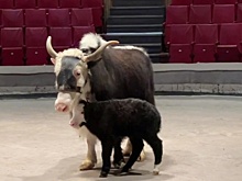 Детеныш яка родился во время гастролей Росгосцирка в Луганске