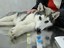 Чем будут лечить российских животных