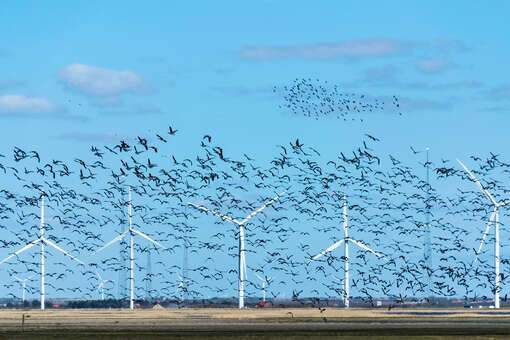 Исследование показало, что птицы разбиваются об ветряки при миграции