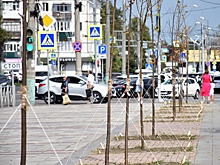 В Пензе на улице Плеханова высадили липы