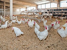 Семья вместо куриных крыльев из ресторана получила птичьи перья