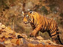 Жители деревни отравили коровью тушу в попытке избавиться от тигра