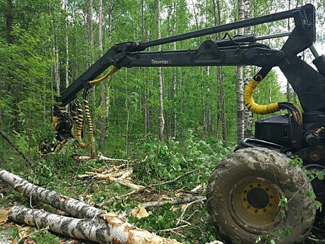 Карельские таможенники выявили контрабанду леса на восемь миллионов рублей