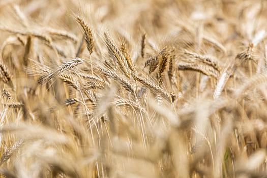 Селекционеры РГАУ-МСХА им.Тимирязева в САО вывели высокопродуктивные сорта пшеницы и ячменя