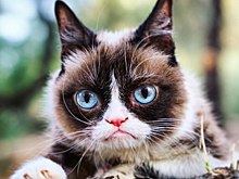 Умерла Grumpy Cat