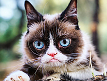 Умерла Grumpy Cat