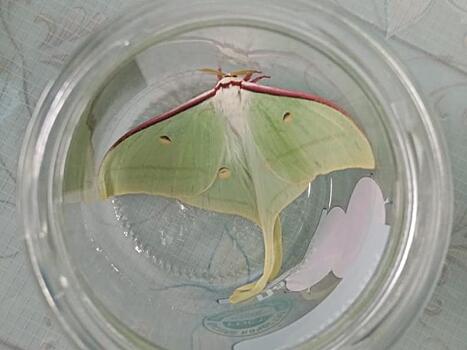 Уникальную бабочку павлиноглазку обнаружили в Нерчинске