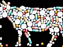 Госдума озаботилась антибиотиками в животноводстве