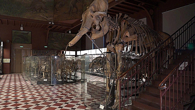 Цифровой Зоологический музей МГУ расскажет, как пропылесосить верблюда